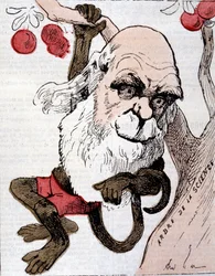 Caricature of Charles Robert Darwin (1809 - 1882) in La Lune