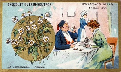 Chamomile: infusion. Advertising chromolithography for Guerin-Boutron chocolates, late 19th century. Illustrated Botanical Series