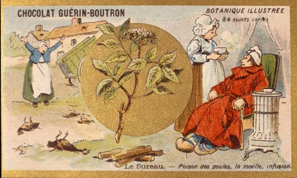 Elderberry: Poison of Hens, Marrow, Infusion. Advertising Chromolithography for Guerin-Boutron Chocolates, Late 19th Century. Illustrated Botanical Series.