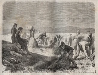 Harvesting forces at the bagne of Belle-Ile-en-Mer in the 19th century. Engraving in 
