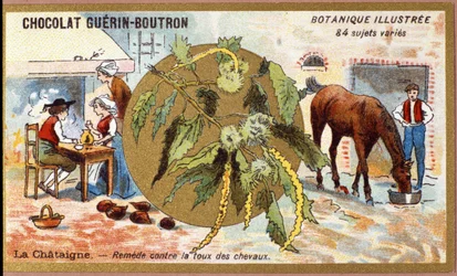 La Chestaigne: Remedy for the Cough of Horses. Advertising Chromolithography for Guerin-Boutron Chocolates, Late 19th Century. Illustrated Botanical Series.