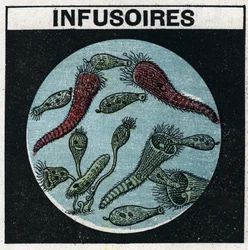 Light projection: use of a projection lantern to observe infusories. Anonymous illustration from 1925. Private collection.