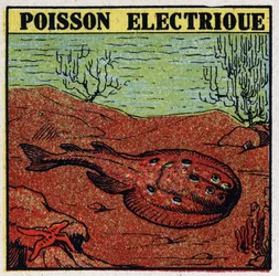 Physiological effects of electricity: electric fish. Anonymous illustration from 1925. Private collection.