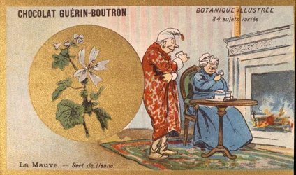 Purple is a herbal tea. Advertising chromolithography for Guerin-Boutron chocolates, late 19th century. Illustrated Botanical Series