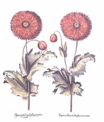 Red Poppies, German