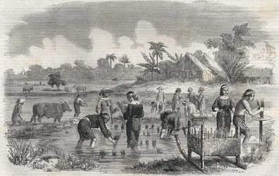 Rice cultivation in Manila in the Philippines in 1864. Anonymous engraving. Private collection.