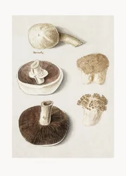 Common Meadow Mushroom Standing