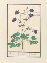Columbine (Aquilegia)