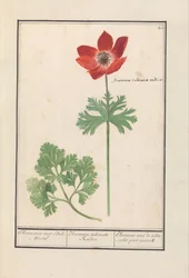 Anemone with Tuberous Root