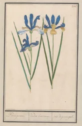 Blue Iris (Iris sibirica)