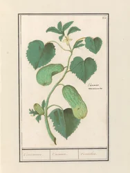 Cucumber (Cucumis sativus)