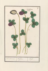 Red Clover (Trifolium pratense)