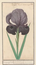 Mourning Iris (Iris susiana)
