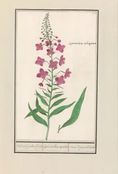 Willowherb (Chamerion angustifolium)