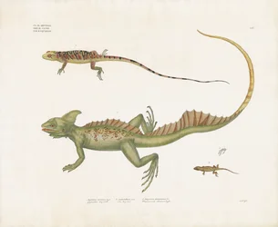 Basilisks and Small Lizards with Distinctive Features