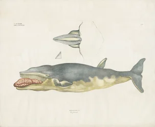 Greenland Right Whale with Anatomical Details