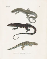 Monitor Lizard, Venomous Lizard, and Alligator from the Reptile Class