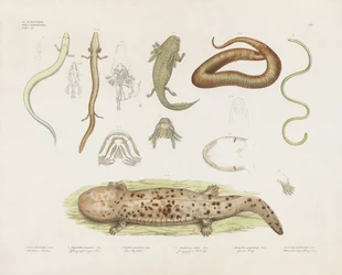 Various Amphibians and Anatomical Studies