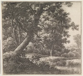 Crooked-Grown Tree