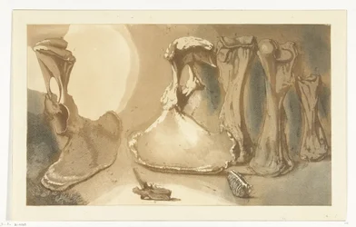 Washed Up Bones
