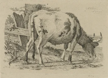 Grazing Cow by a Fence (Studies of Cows, Sheep, and Goats)