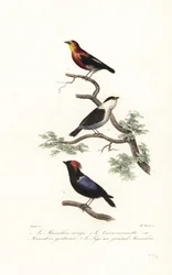 Manakin species