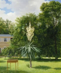 A Yucca Palm in the Park of Neuilly
