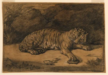 A Tiger and A Tortoise
