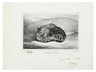 Study of Cats