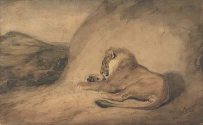 Lion Resting