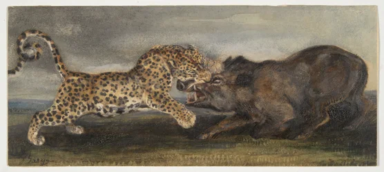 Leopard Struggling with a Wild Boar