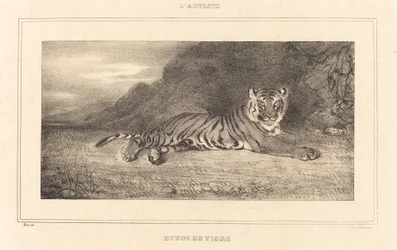 Study of a Tiger