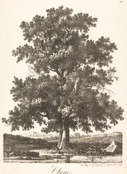Oak Tree
