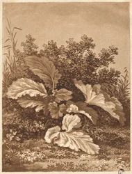 A Study of Leaves