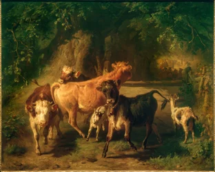 Young Cattle and Goats