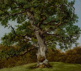 Study of an Ancient Oak Tree