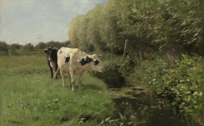 Cows in the Pasture