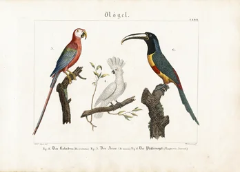 Cockatoo, Macaw and Toucan