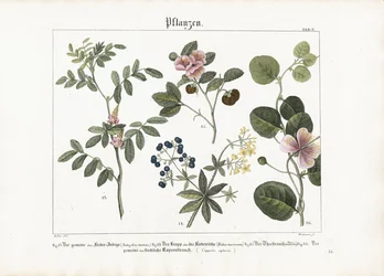 Dye Plants and Caper Bush