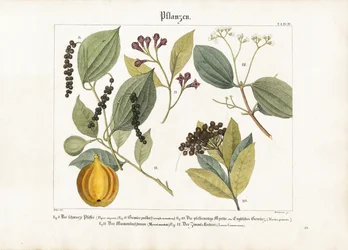 Economically Important Spice Plants