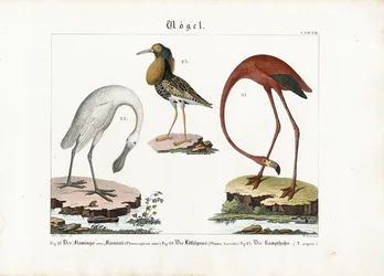 Flamingo, Spoonbill and Ruff