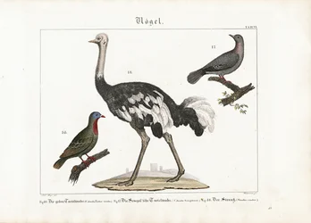Green Pigeon, Laughing Dove and African Ostrich