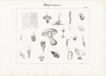 Plant Anatomy and Fungal Forms