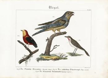 Siberian Rubythroat, Tanager and European Nightjar