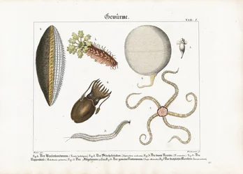 Various Marine Worms and Cnidarians