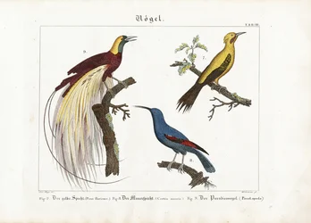 Yellow Woodpecker, Wall Creeper and Bird of Paradise