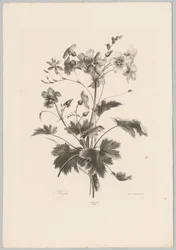 Flowers with Thorns (Flower and Fruit Studies, 10th installment)