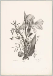Various Flowers (Flower and Fruit Studies, 10th installment)