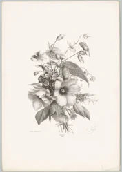 Various Flowers (Flower and Fruit Studies, 10th installment)