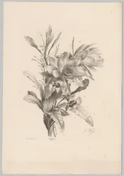 Various Flowers (series title)